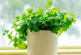 Loại cây rẻ tiền được khuyên trồng trong nhà vừa giúp lọc không khí, đuổi côn trùng, lại tốt cho sức khỏe