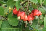 Loại quả "tốt nhất thế giới" chỉ có ở Tây Nguyên, trồng một lần thu hoạch nhiều năm, thành đặc sản tốt cho sức khỏe