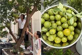 Cây trái trong biệt thự hàng trăm tỷ của vợ chồng danh hài Việt Hương: Trái quất lạ khiến ai cũng trầm trồ