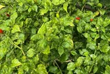 Loại quả "tốt nhất thế giới" chỉ có ở Tuyên Quang, trồng 3 tháng cho thu hoạch, thành đặc sản nổi tiếng tốt cho sức khoẻ