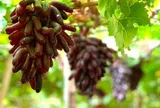 Loại quả "tốt nhất thế giới" chỉ có ở Khánh Hòa, trồng 10 tháng cho thu hoạch, thành đặc sản nổi tiếng tốt cho sức khỏe