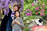 Cơ ngơi nghỉ dưỡng xinh đẹp của MC Diễm Quỳnh tràn ngập hoa từ quen đến lạ, bé Gà sống trong "tuổi thơ màu lá"
