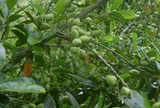 Loại quả mọc bờ rào xưa không ai ăn, nay thành đặc sản trồng một lần thu hoạch nhiều năm, tốt cho sức khỏe