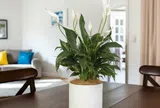 12 loại cây được ví như điều hòa tự nhiên, đặt vài chậu vừa giúp nhà giảm nhiệt tới 10 độ C vừa lọc sạch không khí