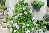 Trầu bà chẳng là gì so với 5 loài hoa này, chịu nắng chịu nóng tốt, nở rộ kín chậu, còn giúp hạ nhiệt mùa hè