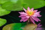 Việc do kín đáo mà thành: Tầm nhìn xa của cha mẹ khôn ngoan là tuyệt đối không nói với con 4 điều