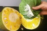 Bị nhựa mít dính vào tay cứ dùng vài thứ này chà nhẹ là nhựa tự bong ra từng mảng, giờ mới biết chưa muộn