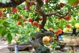 Loại quả "tốt nhất thế giới" có ở Phú Thọ, trồng một lần thu hoạch nhiều năm, thành đặc sản tốt cho sức khoẻ