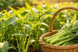 14 loại rau chịu hạn tốt, hợp trồng vào tháng 6, trời càng nóng càng phát triển nhanh, 20 ngày cho thu hoạch