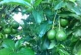 Loại quả "tốt nhất thế giới" chỉ có ở Tây Nguyên, nghe tên đã thấy giàu sang, thành đặc sản nổi tiếng tốt cho sức khoẻ