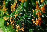 Loại quả dại xưa không ai ăn nay thành đặc sản giá 45.000 đồng/kg, trồng 1 cây ăn cả đời, giúp gia đình tài lộc sinh sôi