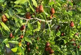 Loại quả "tốt nhất thế giới" Việt Nam trồng thành công, là đặc sản nổi tiếng 120.000 đ/kg, tốt cho sức khỏe