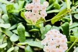 Loài hoa đẹp tựa ngọc quý, thơm chẳng kém dành dành, nở quanh năm không biết mệt, trồng một chậu nhà như được ướp hương