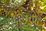 Loại quả "tốt nhất thế giới" Việt Nam trồng thành công, là đặc sản nổi tiếng được ưa chuộng, tốt cho sức khỏe