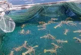 Loại hải sản "tốt nhất thế giới", Việt Nam bán đầy chợ từ 70.000 đ/kg, làm đủ món đặc sản tốt cho sức khỏe