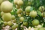 Loại quả "tốt nhất thế giới" chỉ có ở Phú Thọ, trồng một lần thu hoạch nhiều năm, thành đặc sản tốt cho sức khoẻ