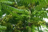 Quả mọc hoang xưa cho không ai ăn nay thành đặc sản giá 180.000 đồng/kg, trồng một cây vừa có bóng mát vừa thu hoạch nhiều năm