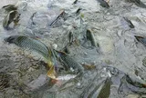 Loài cá quen thuộc ở quê "tốt hơn cá hồi", xưa giá rẻ như cho nay thành đặc sản 90.000 đ/kg, tốt cho sức khỏe