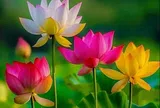 Nhà sạch thì phước tới: 3 kiểu người thích dọn dẹp nhà cửa gọn gàng, cuộc đời dễ gặp may mắn