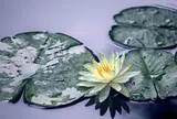 Đến là duyên, đi là hết nợ: Cách người khôn ngoan đối diện với những mối quan hệ ngày một nhạt phai