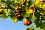 Loại quả xưa không ai ăn nay thành đặc sản 140.000 đồng/kg, trồng một cây ăn cả đời, thành vật báu gia truyền cho con cháu