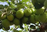 Loại quả "tốt nhất thế giới" chỉ có ở Khánh Hoà, trồng một năm cho thu hoạch, thành đặc sản nổi tiếng tốt cho sức khỏe