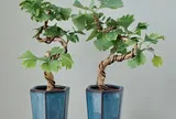 Nhặt 6 cành cây ven đường này về cắm xuống đất là sống, 1 năm sau sẽ thành bonsai dáng cổ, tiết kiệm cả chục triệu
