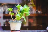 Đời người bôn ba trăm ngả, thứ đáng để dốc sức gánh vác chỉ có 2 điều này