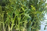 Cây mọc bờ rào "ngọt như mì chính", trồng một lần hái bán quanh năm, thành đặc sản nổi tiếng tốt cho sức khỏe