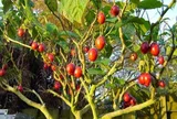 Loại quả từng là đặc sản đắt đỏ nay có giá 70.000 đồng/kg, vitamin C cao gấp 10 lần táo, trồng một lần ăn suốt 20 năm