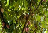 Loại quả "tốt nhất thế giới" có ở Tây Nguyên, trồng một lần thu hoạch nhiều năm, thành đặc sản nổi tiếng tốt cho sức khỏe