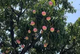 Loại quả đặc sản “tốt nhất thế giới” có ở Khánh Hòa, trồng một lần thu hoạch nhiều năm, vừa có quả ăn vừa chiêu tài