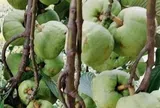 Loại quả xưa chín rụng đầy, nay thành đặc sản nổi tiếng tốt cho sức khỏe, trồng một lần thu hoạch nhiều năm