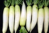 Củ cải mua về chỉ 2-3 ngày là hỏng, nhét ngay vào chỗ lạ lùng này, củ cải tươi lâu không lo thối hay mềm nhũn