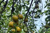 Loại quả đặc sản “tốt nhất thế giới” chỉ có ở Vĩnh Long, trồng một lần thu hoạch 20 năm, còn mang đến may mắn và tài lộc