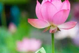 Người có khí chất cao sang, thoáng nhìn là biết
