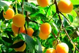 Loại quả mọc bờ rào xưa chín rụng đầy, nay thành đặc sản tốt cho sức khỏe, trồng một lần thu hoạch nhiều năm