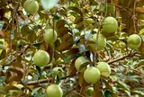 Loại quả đặc sản chỉ có ở Đồng Tháp, giá 150.000 đồng/kg, trồng trước nhà giúp gia đình bình an, thu hoạch quả nhiều năm