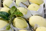 Loại quả "tốt nhất thế giới" chỉ có ở Đồng Tháp, trồng một lần thu hoạch nhiều năm, thành đặc sản nổi tiếng tốt cho sức khỏe
