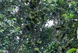 Loại quả xưa chín rụng đầy, nay thành đặc sản được ưa chuộng tốt cho sức khỏe, trồng một lần thu hoạch nhiều năm