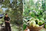 Nhà thiết kế có mẹ là cựu hiệu trưởng khoe khu vườn 1.000m2 xanh mướt của gia đình, đến trái còn có đôi