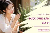3 loại cây cảnh vừa làm đẹp nhà vừa làm gia vị nấu ăn cực tiện lợi