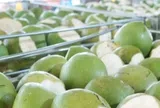 Loại quả sạch nhất Việt Nam có giá rẻ bèo chỉ từ 10.000 đồng/quả, trồng một lần thu hoạch nhiều năm, tốt cho sức khỏe