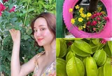 Giữa thời tiết nóng như đổ lửa, Vy Oanh khoe khu vườn xanh mát tại cơ ngơi nghìn m2, thu hoạch trái cả rổ đầy
