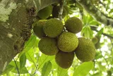 Loại quả đặc sản có ở Đồng Nai giá 55.000 đồng/kg, trồng sau nhà giúp hút lộc, thu hoạch quả suốt 30 năm