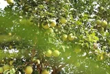 Loại quả đặc sản “tốt nhất thế giới” chỉ có ở Phú Thọ, 70.000 đồng/quả, trồng một cây gia đình sung túc, thu hoạch suốt nhiều năm