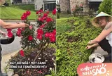Cao Thái Sơn đội nón ra vườn hái rau, ngắt hồng tặng "người yêu" giữa khung cảnh tuyệt đẹp trước biệt thự 500m2 trên đồi