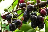 Loại quả mọc bờ rào xưa chín rụng đầy, nay thành đặc sản nổi tiếng tốt cho sức khỏe, trồng một lần thu hoạch nhiều năm