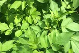 Cây mọc bờ rào có vị đắng nay thành đặc sản ở thành phố giá 50.000 đ/kg, trồng 30 ngày cho thu hoạch, tốt cho sức khỏe