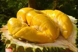 Mua sầu riêng, lấy quả có gai nhiều hay ít, người bán mách chiêu cực hay, 10 quả ngon như 10